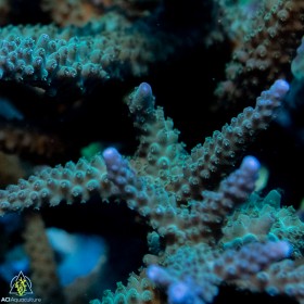 ACI Green w/Purple Tip Stag Acropora Formosa (Frag To Order) BOGO
