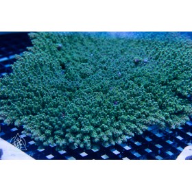ACI Jake Adams Tutuilensis Tableing staghorn (Frag to Order)