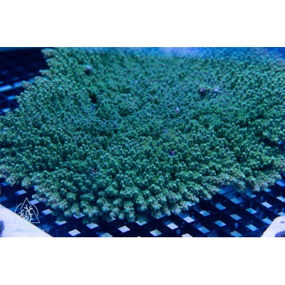 ACI Jake Adams Tutuilensis Tableing staghorn (Frag to Order)
