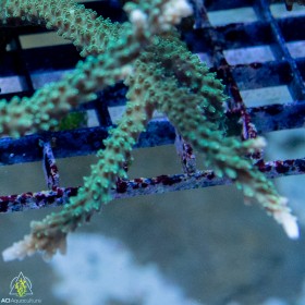 ACI ORA Script's Acropora sp (Frag To Order)