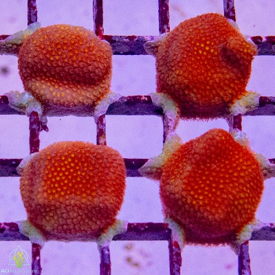 ACI Sanjay's Fire Porites
