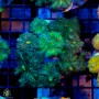 Ricordea Rock - Green Colony (Indo-Pacific)