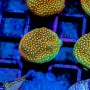 ACI Sanjay's Fire Porites