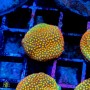 ACI Sanjay's Fire Porites