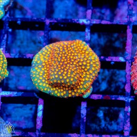 ACI Sanjay's Fire Porites