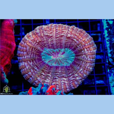 AJ-8047
