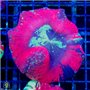 AJ-8063