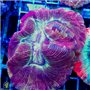 AJ-8071
