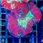 AJ-8075