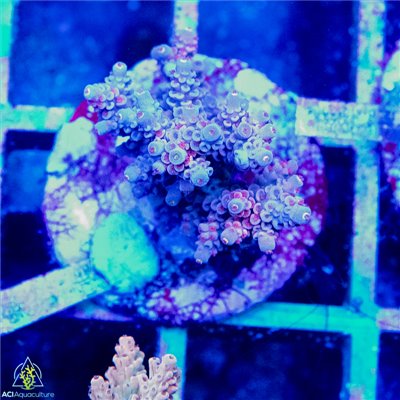 AJ-8137