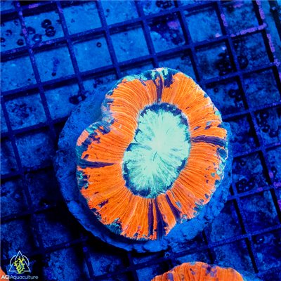 AJ-8354