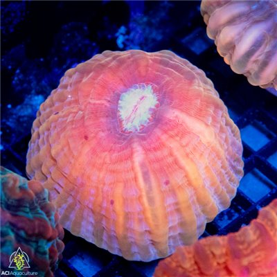 AJ-8375