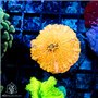 AJ-8522