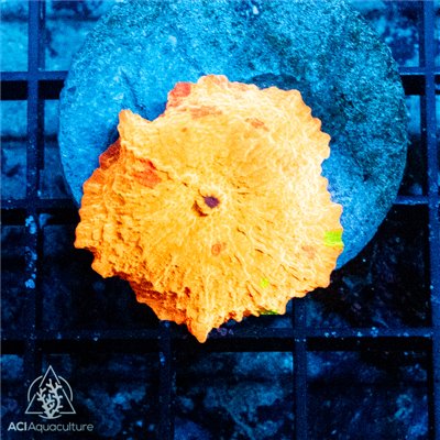 AJ-8604