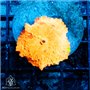 AJ-8604
