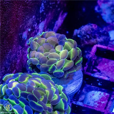 AJ-8679