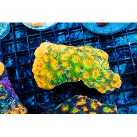 Acanthastrea echinata - A Grade Multi Color (M) Acanthastrea echinata - A Grade Multi Color (M)
