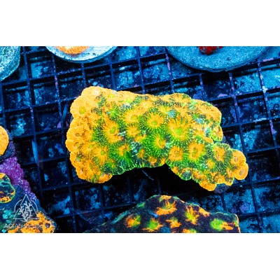 Acanthastrea echinata - A Grade Multi Color (M)