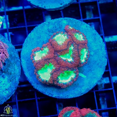 Blastomussa wellsi Two Color Neon (Indo Pacific) M