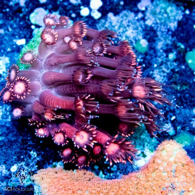 Goniopora -Red