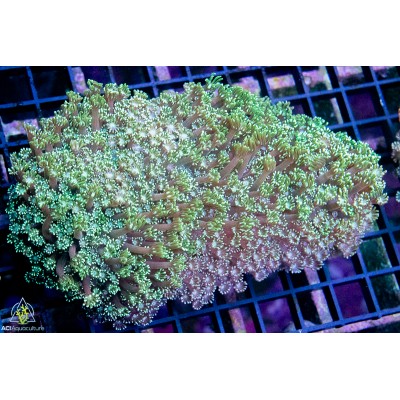 Alveopora - Ultra Green (L)