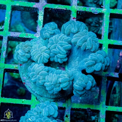 Branching Bubble - Plerogyra simplex