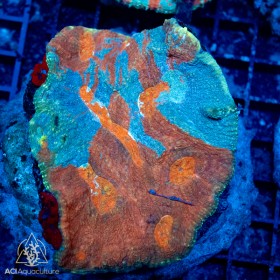 Australomussa - Metallic Reds (Indo-Pacific) M