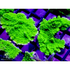 ACI Crystal Experiment Monti (Frag To Order) (BOGO)