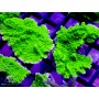 ACI Crystal Experiment Monti (Frag To Order) (BOGO)