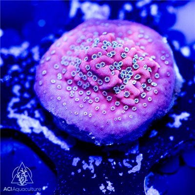 ACI Dragon Fruit Montipora (BOGO)