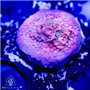 ACI Dragon Fruit Montipora (BOGO)