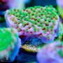 ACI Tropic Thunder Montipora (Frag To Order) BOGO