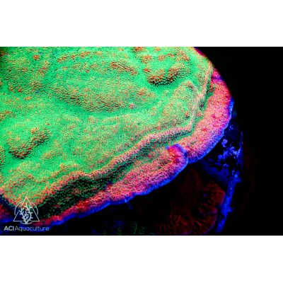 ACI Tropic Thunder Montipora (Frag To Order) BOGO