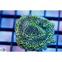 ACI Green Montipora spongodes (Frag To Order) BOGO