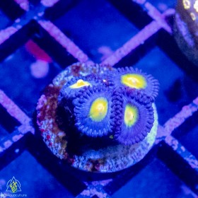 ACI AOI Zoanthid (Multi-Polyp) BOGO