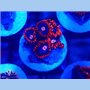 ACI Fire and Ice Zoanthid
