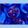 ACI Fire and Ice Zoanthid