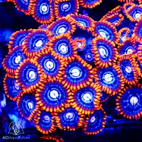 ACI Fire and Ice Zoanthid (Multi Polyp) 5 Lot ea