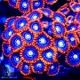 ACI Fire and Ice Zoanthid (Multi Polyp) 5 Lot ea
