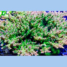 ACI Rose Petal Acropora (FTO)
