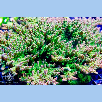 ACI Rose Petal Acropora (FTO)