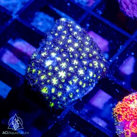 ACI Stargazer Goniopora (BOGO)