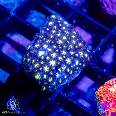 ACI Stargazer Goniopora (BOGO)