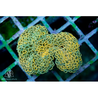 Euphyllia ancora -Orange Neon M (Indo-Pacific)