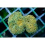 Euphyllia ancora -Orange Neon M (Indo-Pacific)