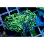 Euphyllia ancora - Wall Hammer Green Metallic (Indo-Pacific) L