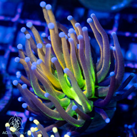 Euphyllia glabrescens - Holy Grail Tiger Torch