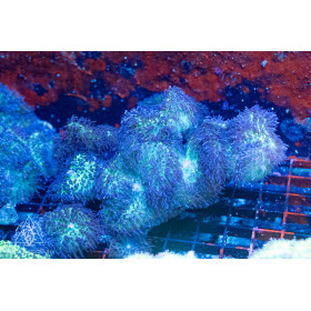 Rhodactis - BlueTip/Purple Hairy Metallic (Indo-Pacific) (M)