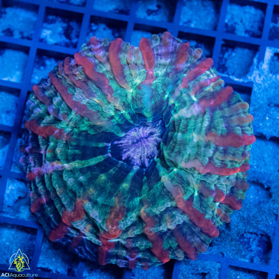 Indophyllia - Meat Coral Ultra Neon  (Indo-Pacific)