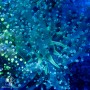 F paradivisa - Green Frogspawn 5-Lot Price Ea.